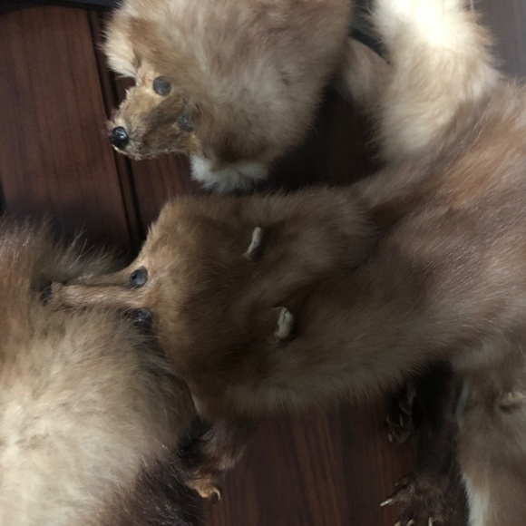 Mink scarf 1930s - Picture 3 of 4